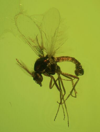 Fossil Fly (Diptera) In Baltic Amber #69234